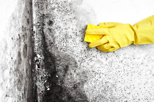 Best Professional Mold Removal  in Batesville, TX