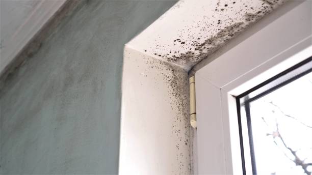 Best Mold Remediation Experts  in Batesville, TX