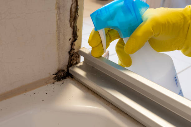 Best Residential Mold Removal  in Batesville, TX