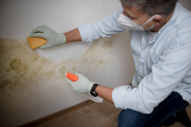 Best Mold Cleaning Services  in Batesville, TX