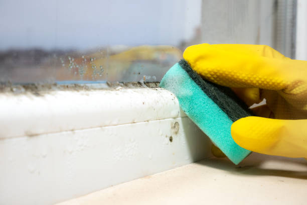 Best Affordable Mold Removal  in Batesville, TX