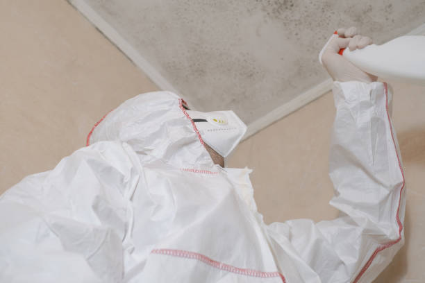 Best Mold Removal Specialists  in Batesville, TX