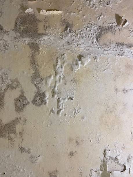 Batesville, TX Mold Removal Company