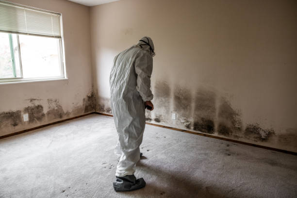 Best Home Mold Removal  in Batesville, TX