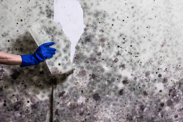 Best Mold Removal Near Me  in Batesville, TX